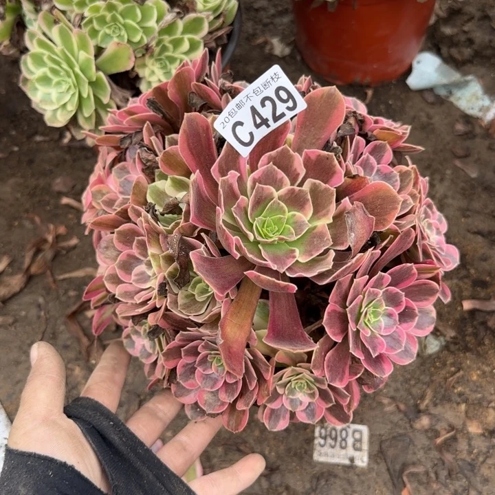 凤冠……多肉植物……