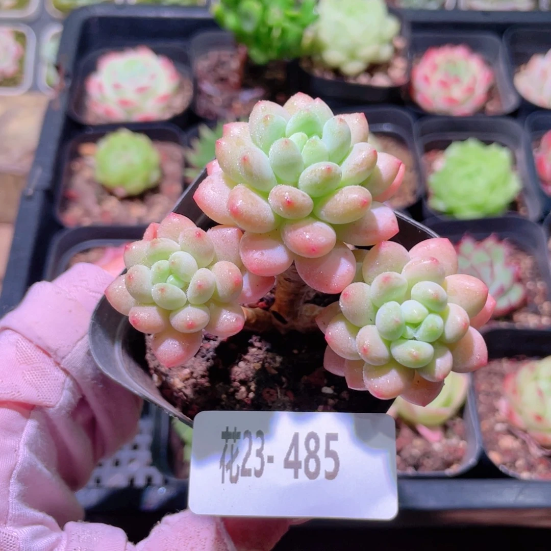 花利美23-485洛可可