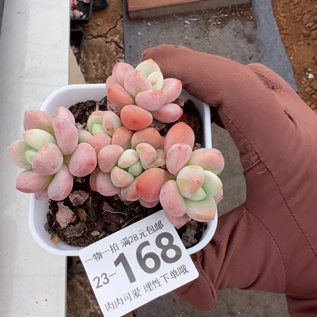 红洛神多肉多肉多肉多肉