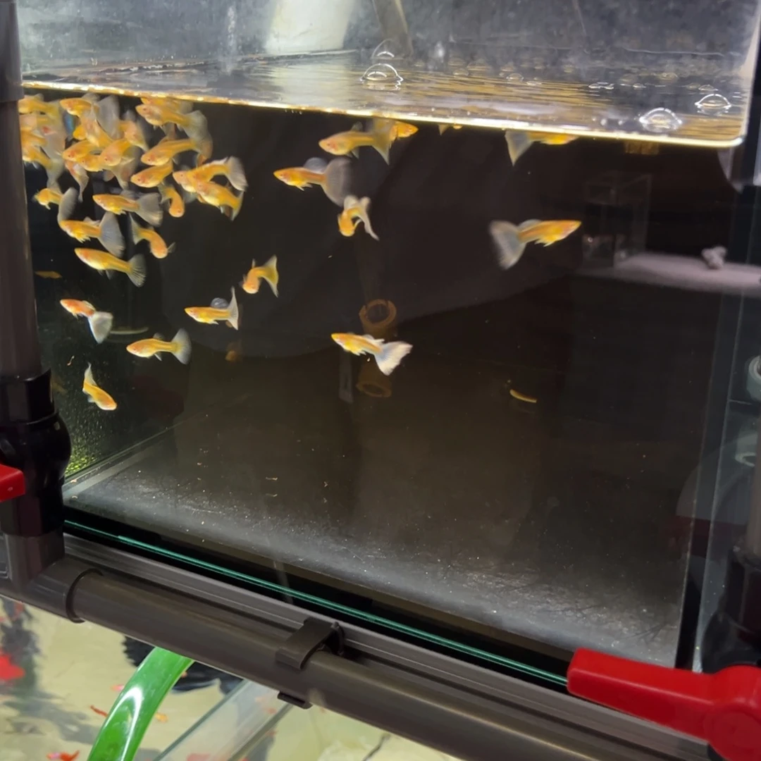 孔雀鱼紫白飞船3对