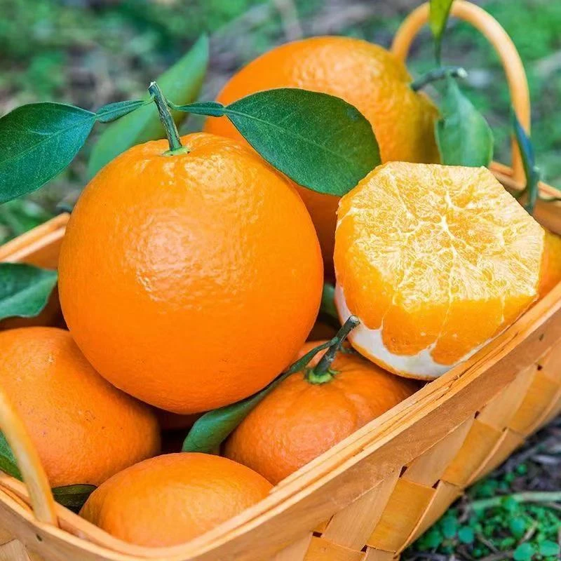 【不打药的脐橙】原生态花皮正宗江西赣南脐橙新鲜应季水果10斤装