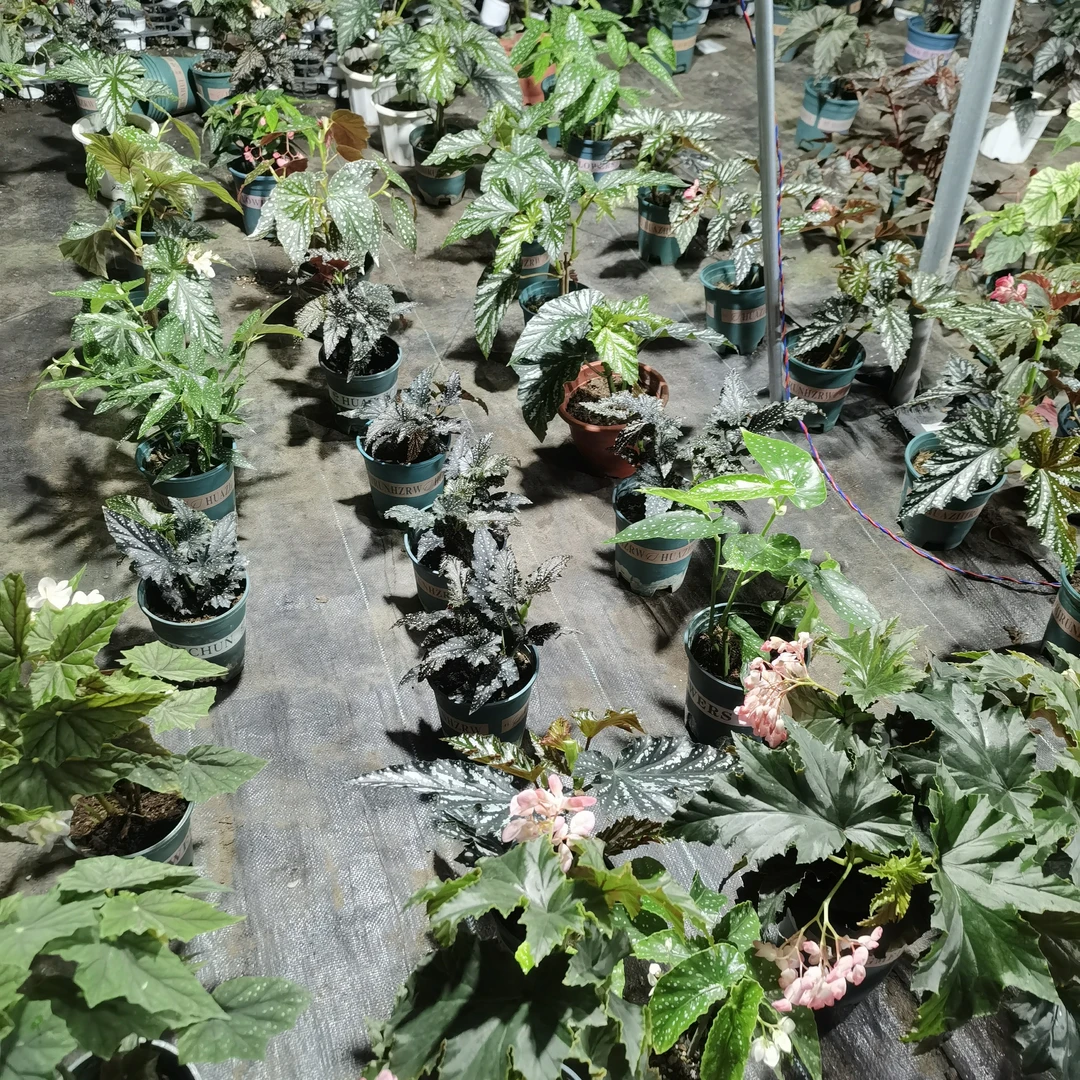 秋海棠老桩耐热适合室内桌面绿植盆栽轻微叶损无售后