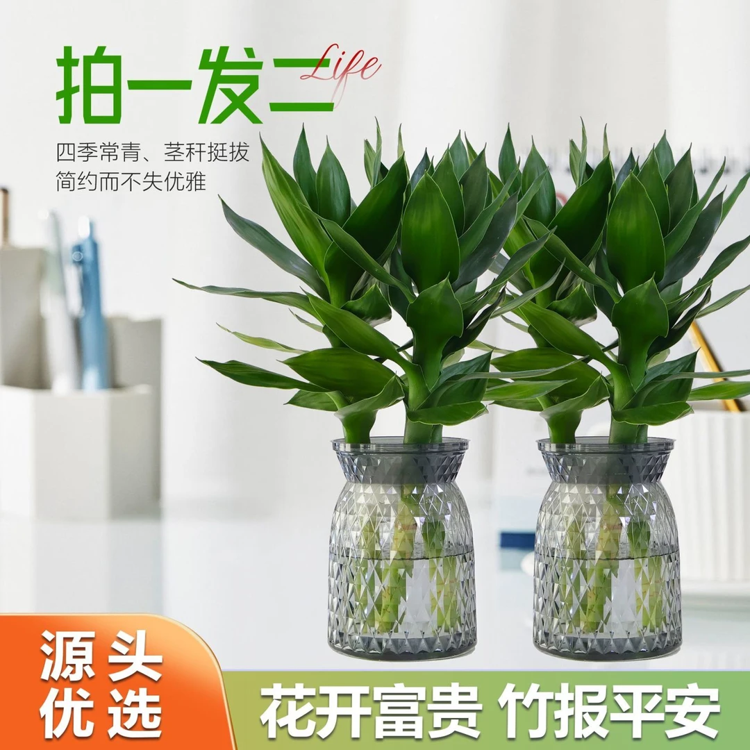 【2盆优惠】水培观音竹水养富贵竹四季常青绿植物送树脂盆好养