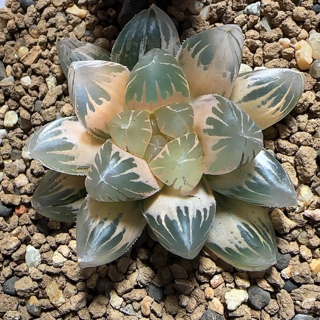 175号糊斑龙爪 5 厘米左右一物一拍带盆发货