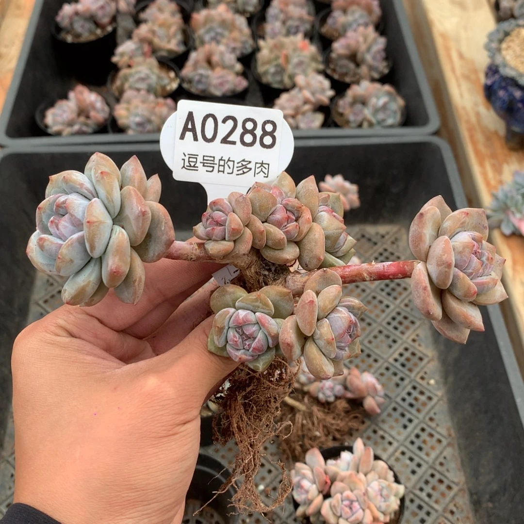詹****A0288 突尼斯飘枝 有砍 15cm