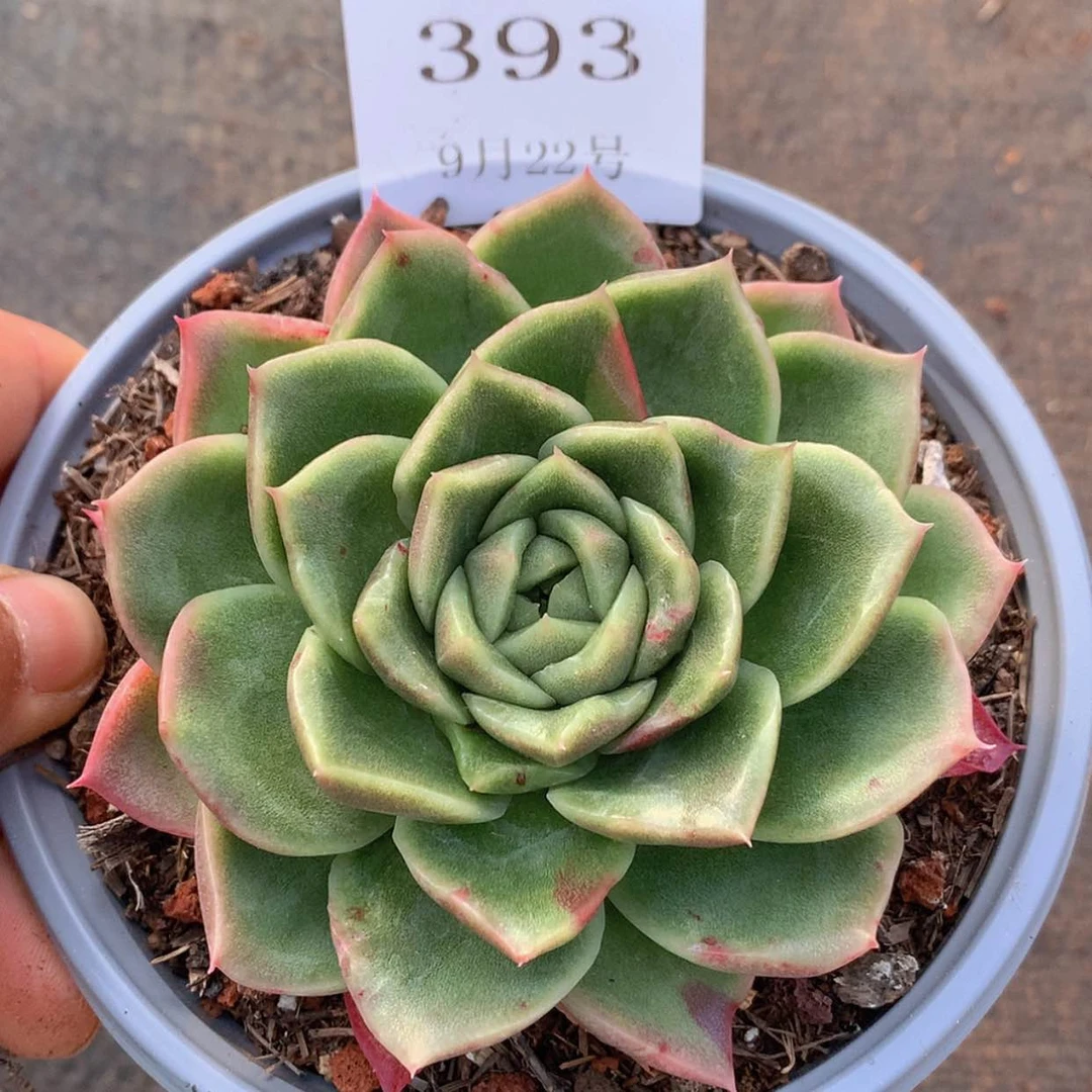【闪购商品】云393号