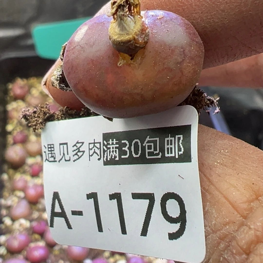 ?多肉植物1111111111111111