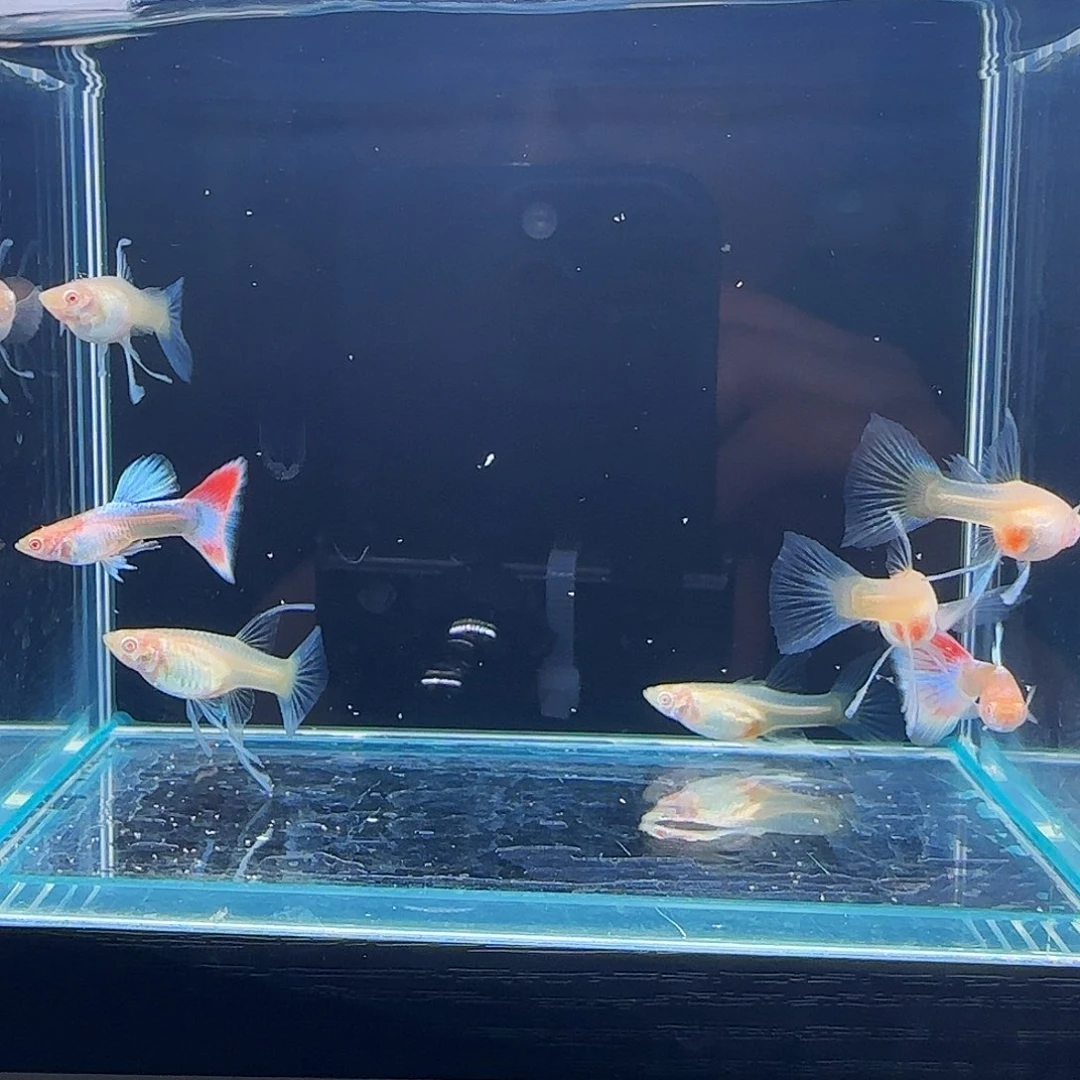 孔雀鱼火烧云蓝白大C2公5母