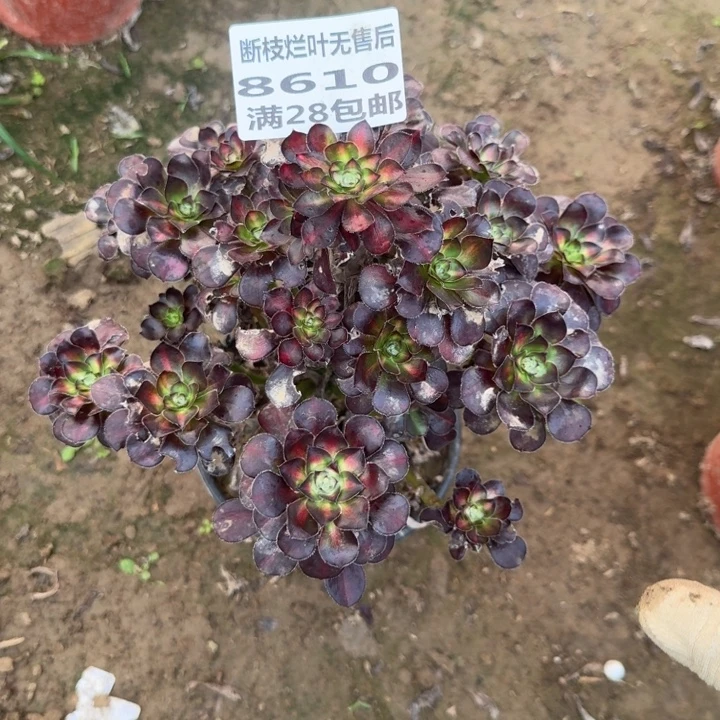 阳***光8610二号棚花蝴蝶中班D