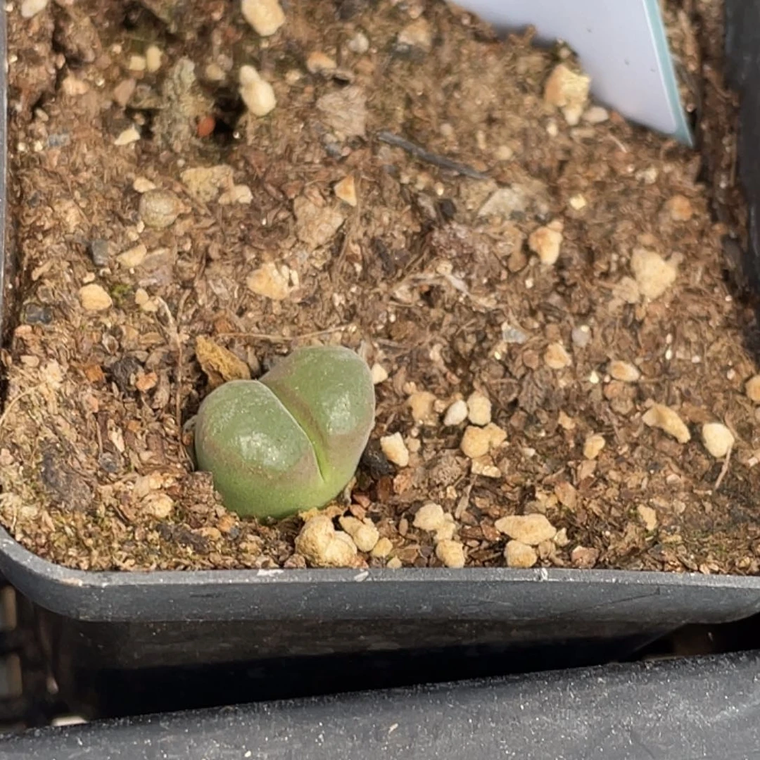 ?*?3-88肉锥多肉植物