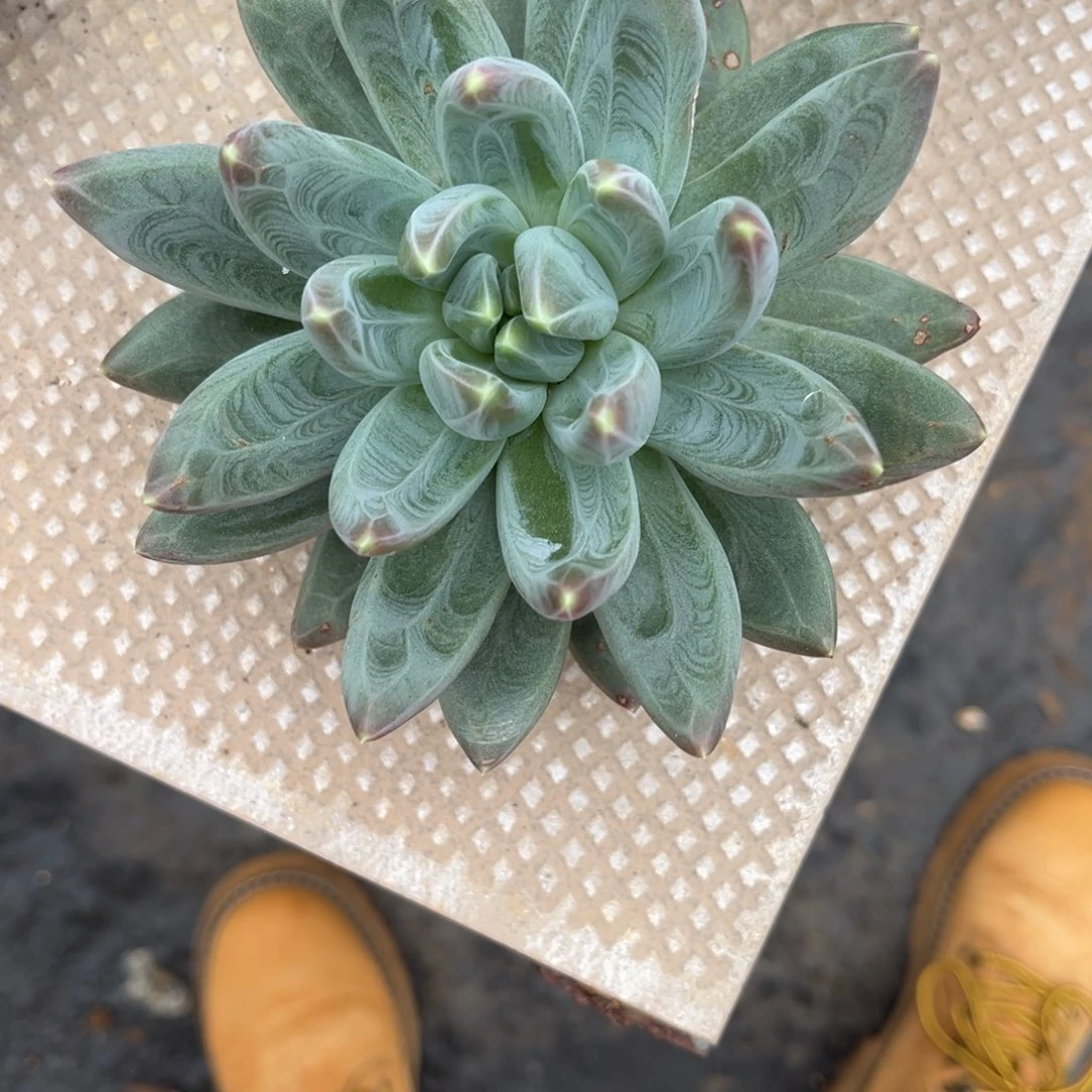 贝***儿多肉植物多肉植物