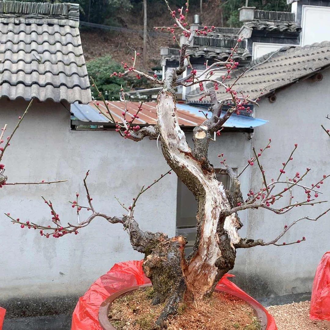 【闪购商品】洪岭二红，卖花渔村