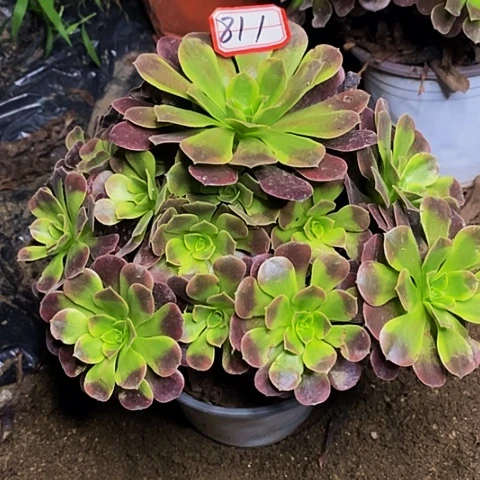 欧嘉莉老桩捧花811号