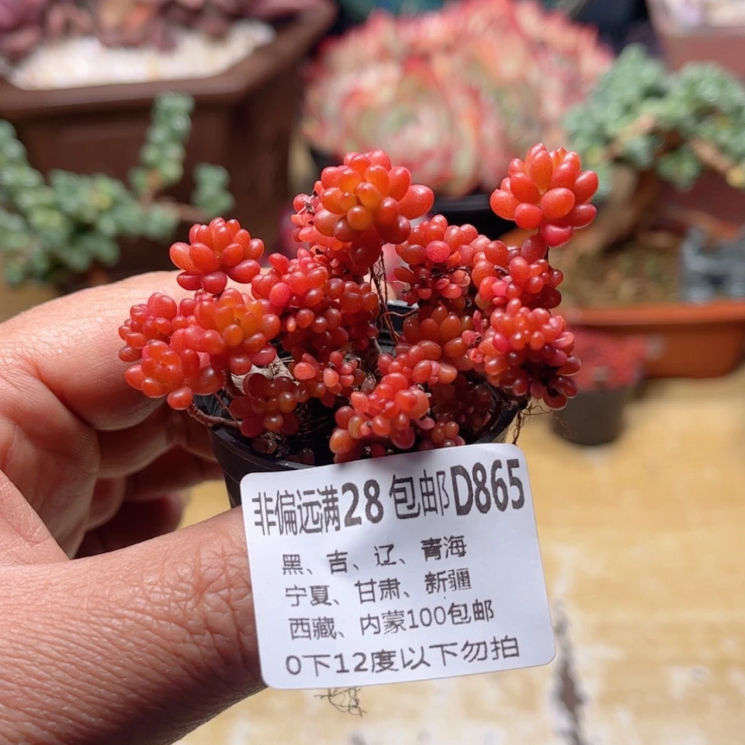 【闪购商品】865红浆果缀