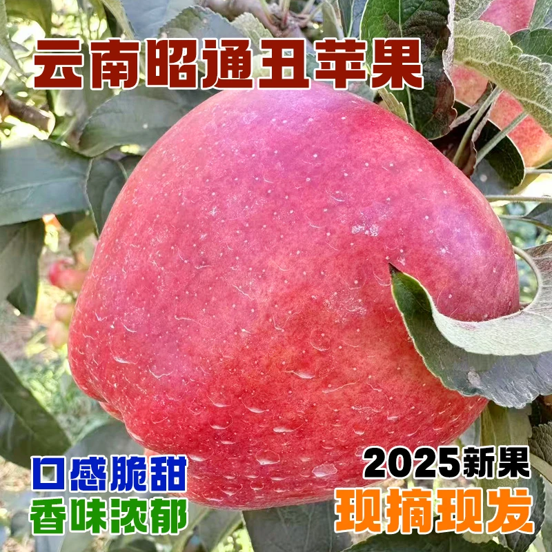 【当季新摘】云南昭通丑苹果新鲜脆甜多汁正宗昭通红露苹果高山种植