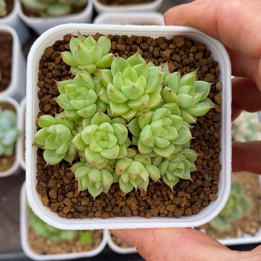 精品多肉一物一拍不包整135