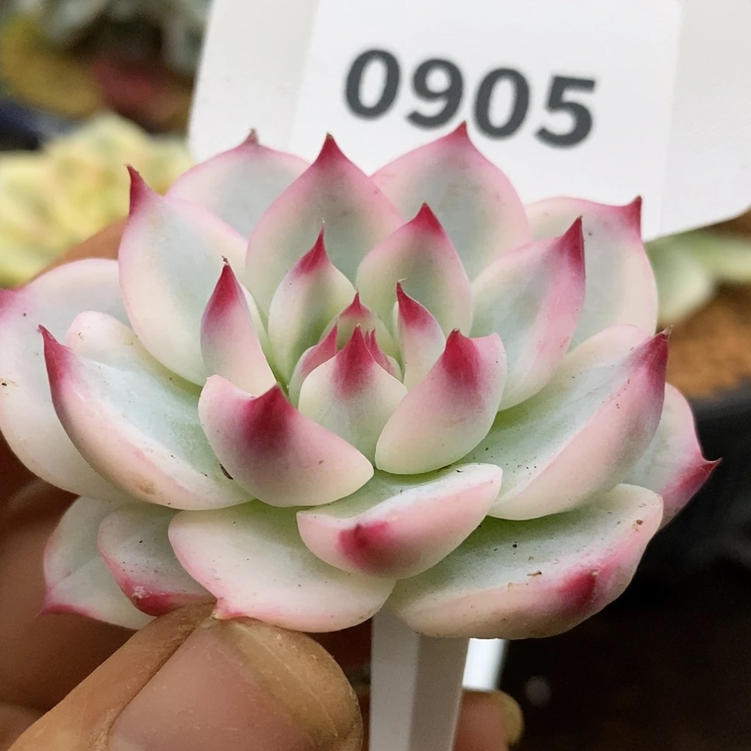 将***往905盖头娃娃娃娃哈哈
