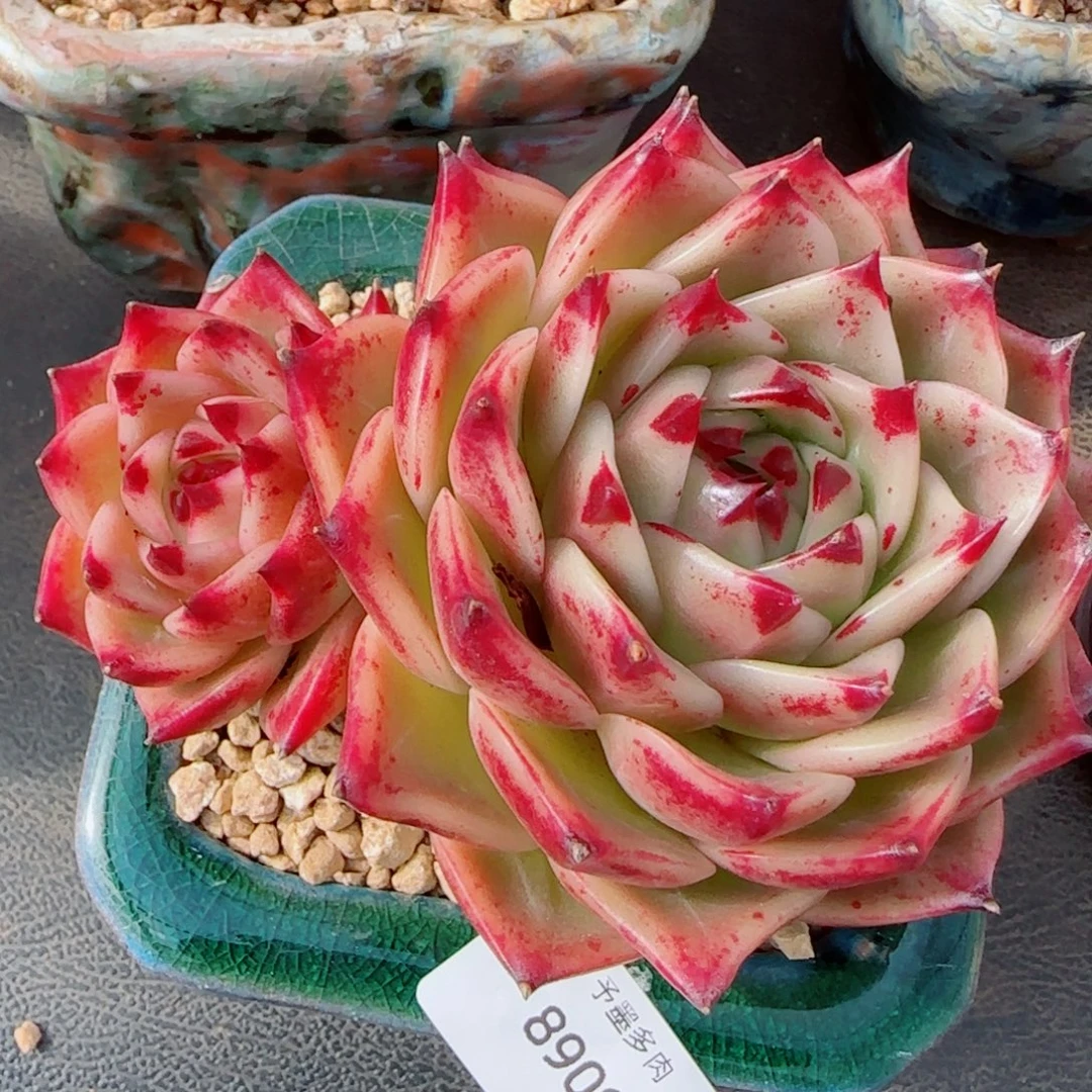 飘枝蓝龙，8909多肉植物