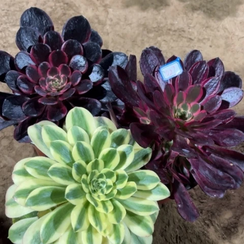 027多肉植物组合