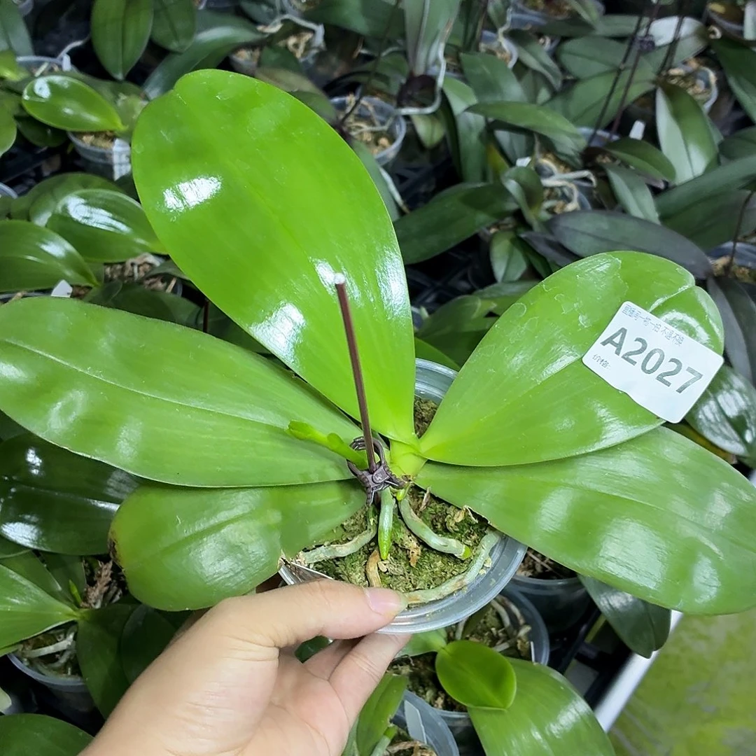 当前无花朵，栽培后可花朵A2027绿老虎