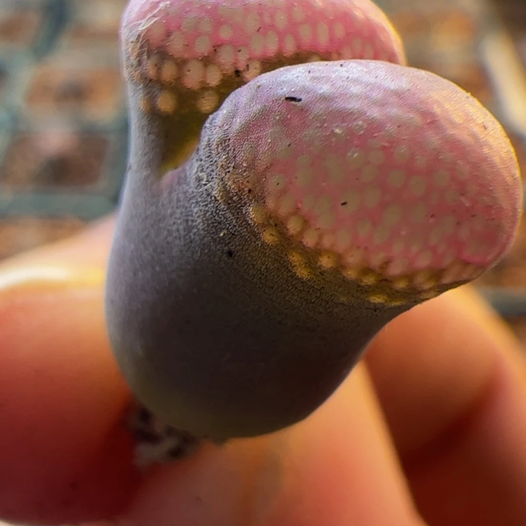 红风铃玉肉锥 015