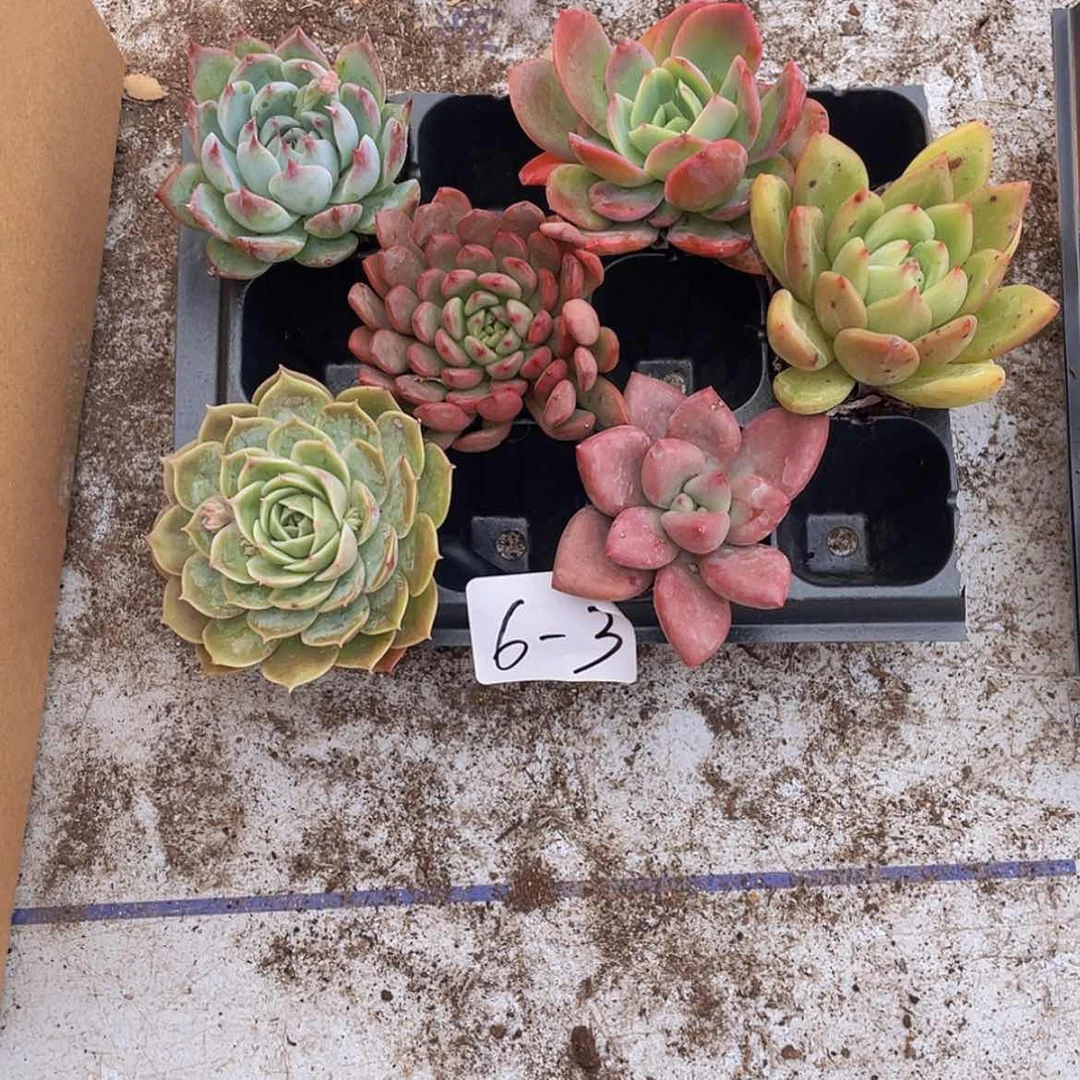 【闪购商品】塑料6颗-3