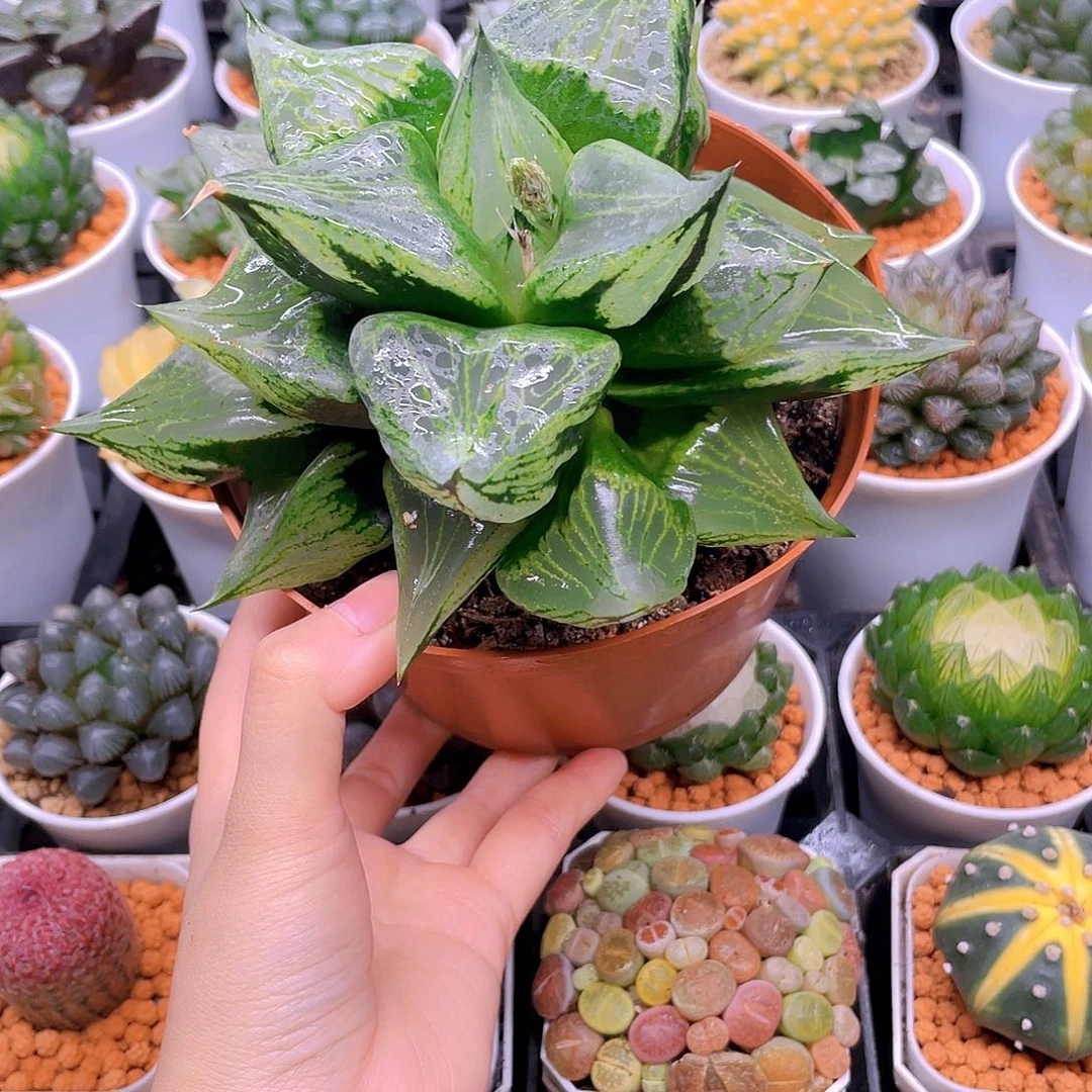 巨大话母本裹般若，原盆