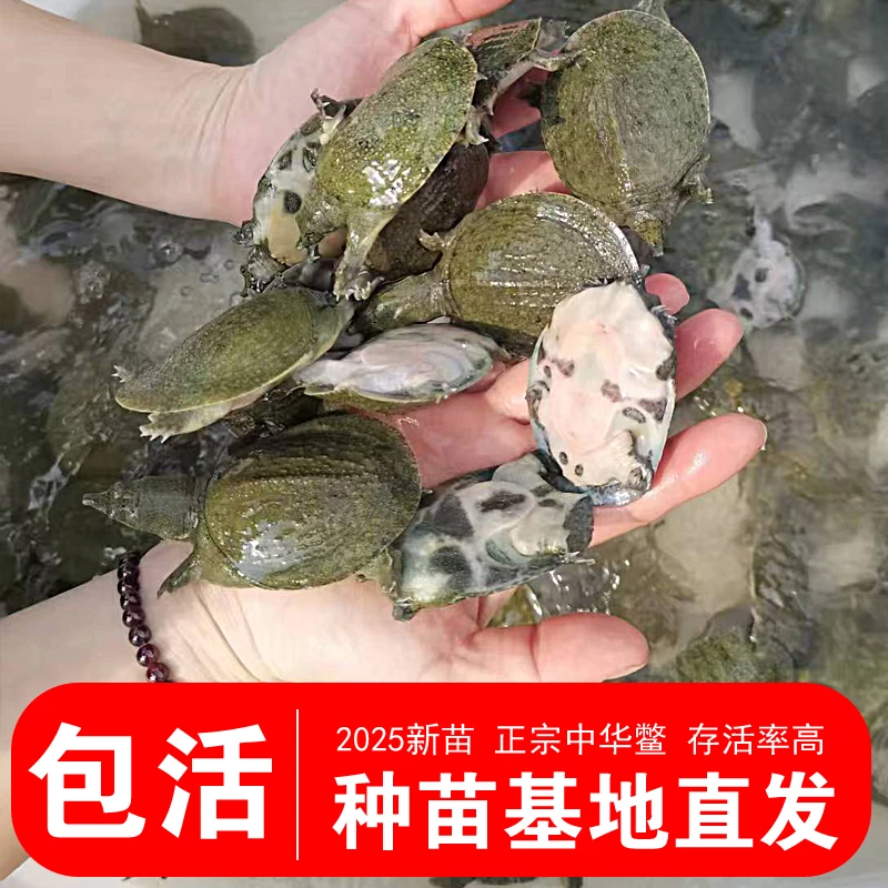 ‌江西南丰外塘生态甲鱼苗优质甲鱼养殖种苗宠物龟活体批发1两-1斤