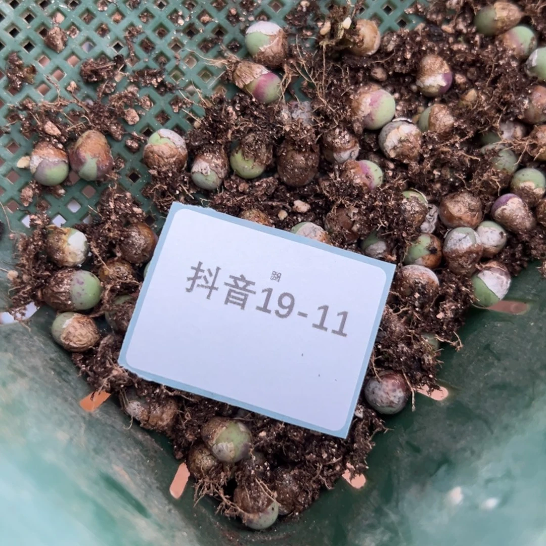 远***方19-11  sh1102v嘴50颗