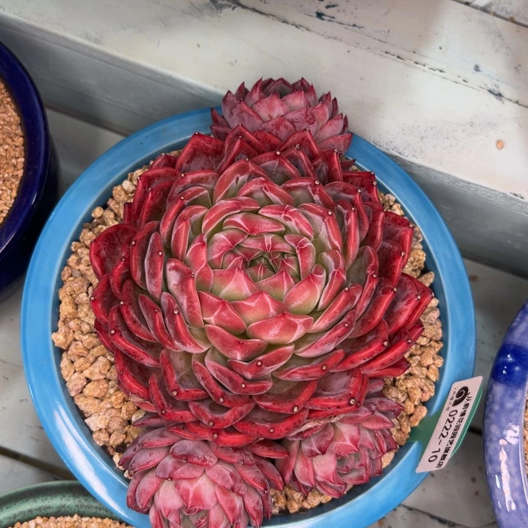 多肉一物一拍0222-10