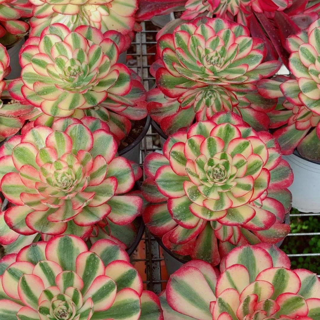 模特二代荔枝量拍多肉法师一个