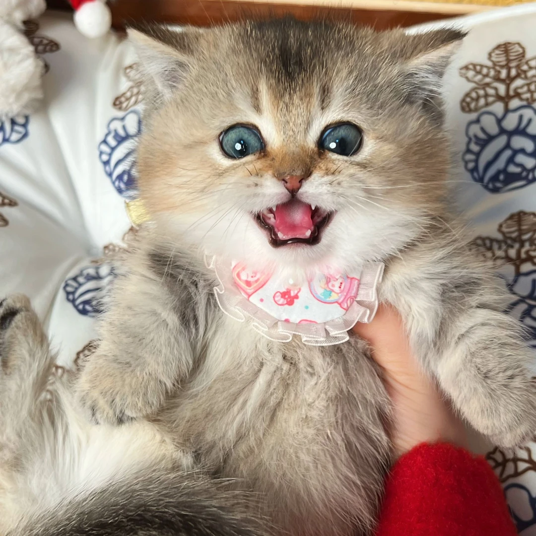 糖宝—金渐层曼基康小体宠物活体成交链接（悠米家）