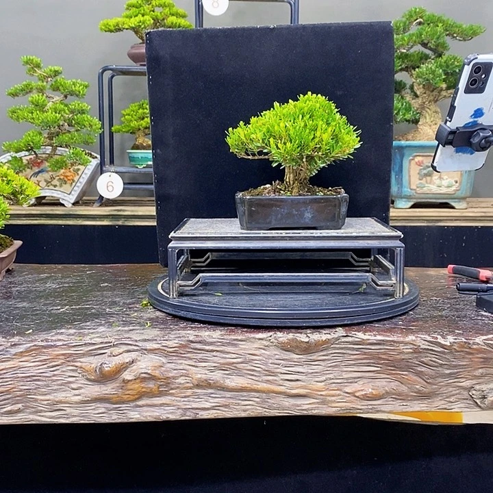 无花朵黄杨盆景四季常青