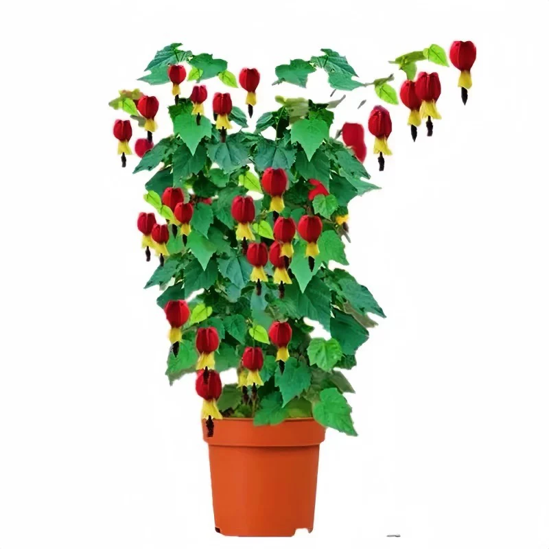 宫廷灯笼花盆栽蔓性风铃花阳台庭院藤本爬藤垂吊植物