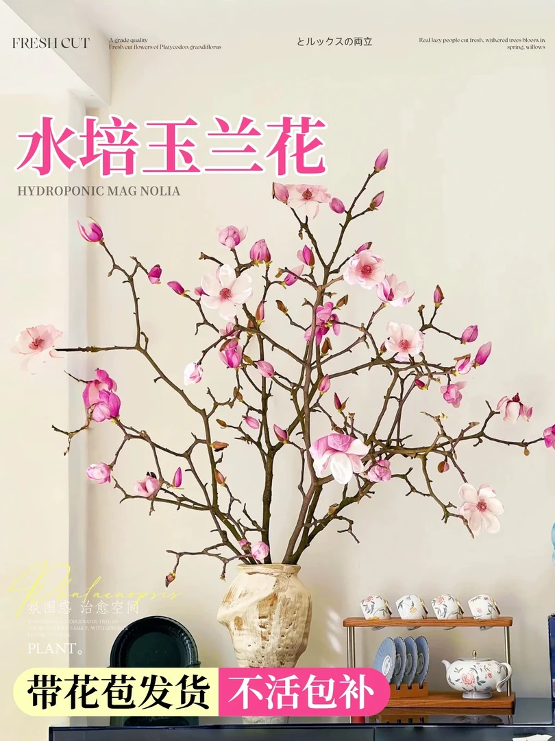 水培玉兰鲜花带花苞鲜切枝家用插花绿植室内水养花卉植物耐寒好养