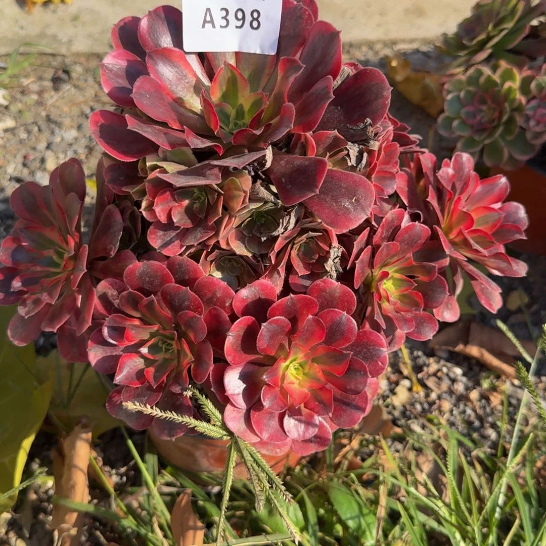 398本文美杜莎。多肉植物
