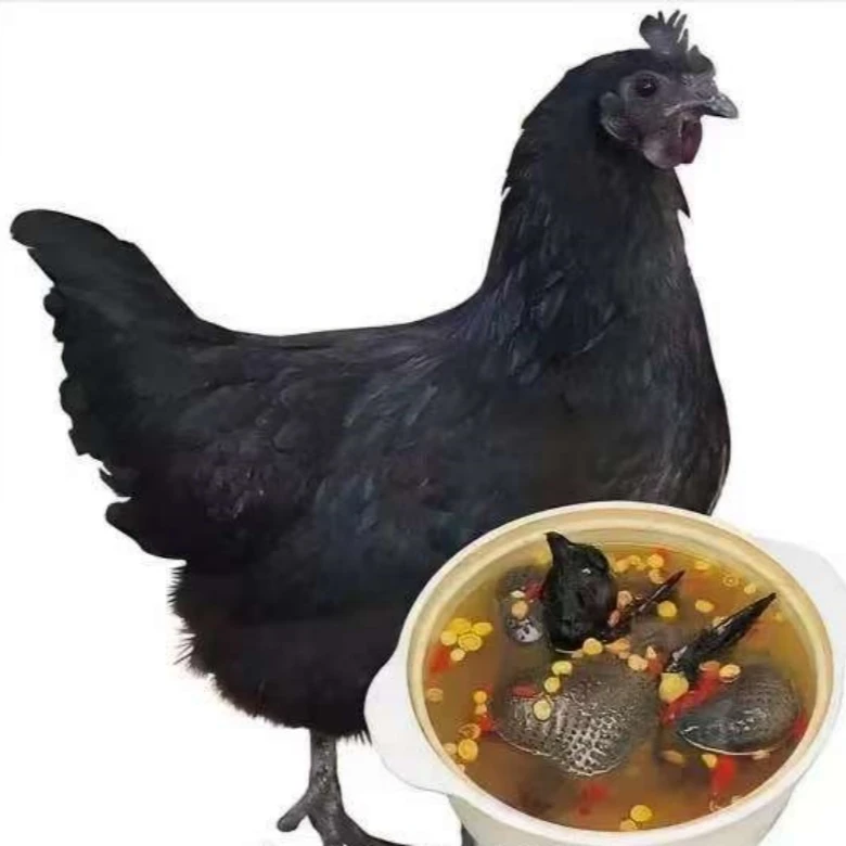 3斤正宗散养 五黑整鸡 肉质鲜美 冷链发货 包邮