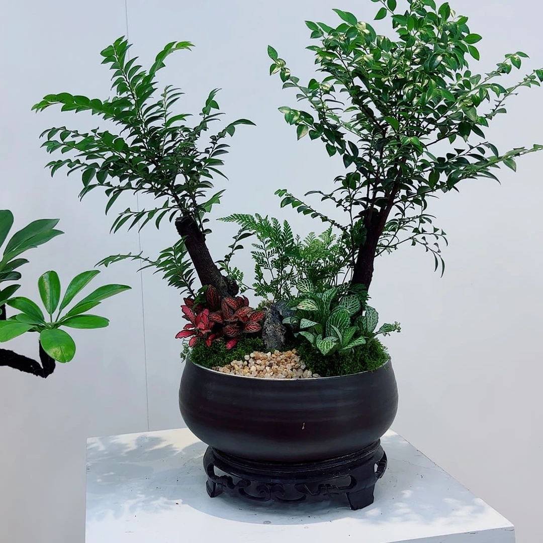 无花朵一**求高端盆景一物一拍