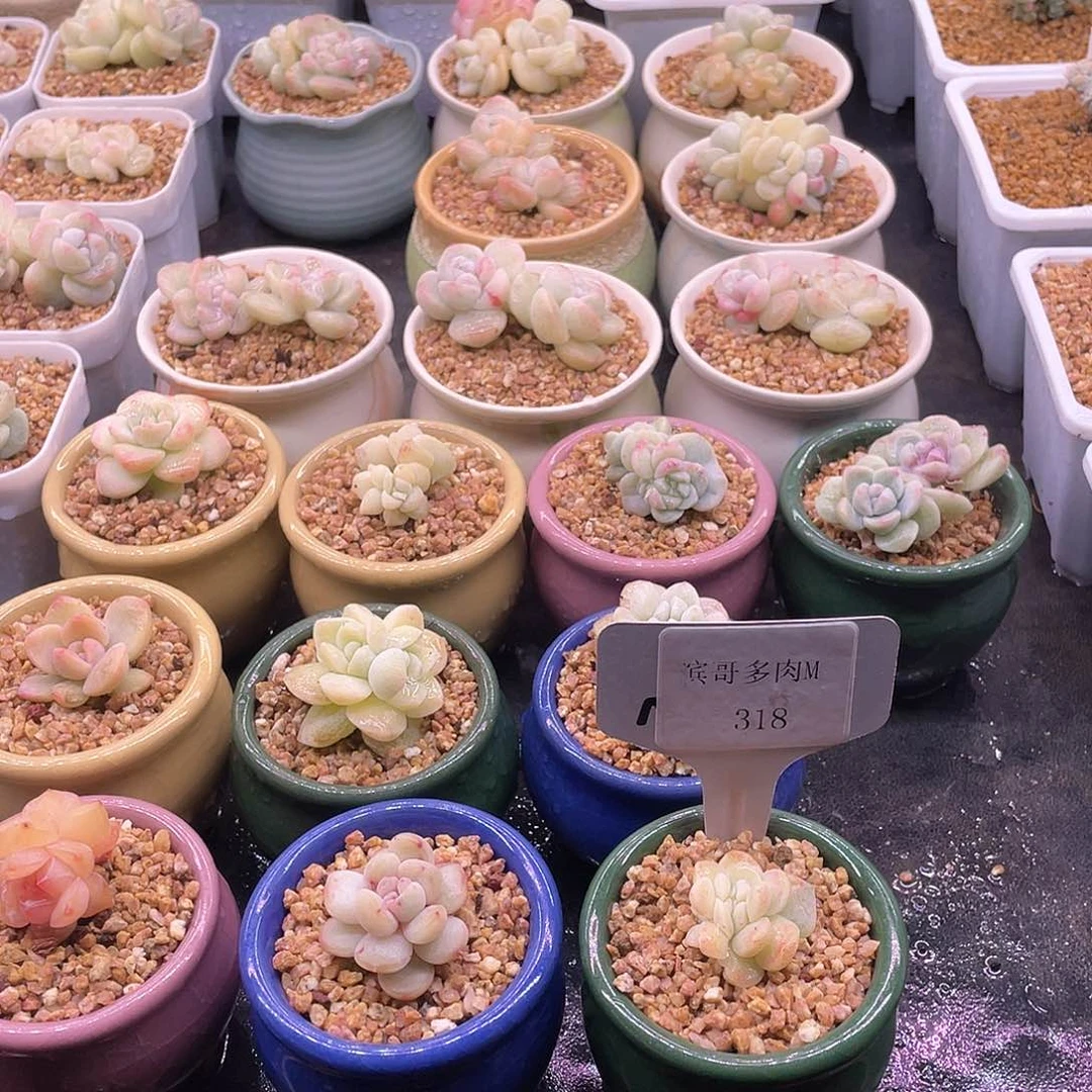 用****9滨哥多肉M318冰玉石化锦带点小缀