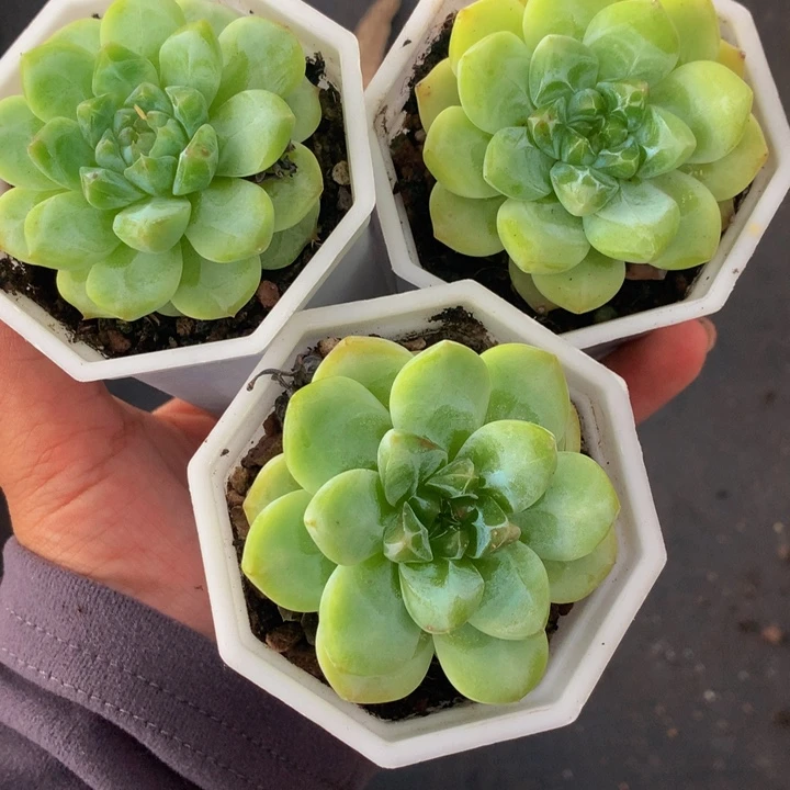 珍妮绿泡泡3颗 （满9.99包邮不满9.99发叶子）