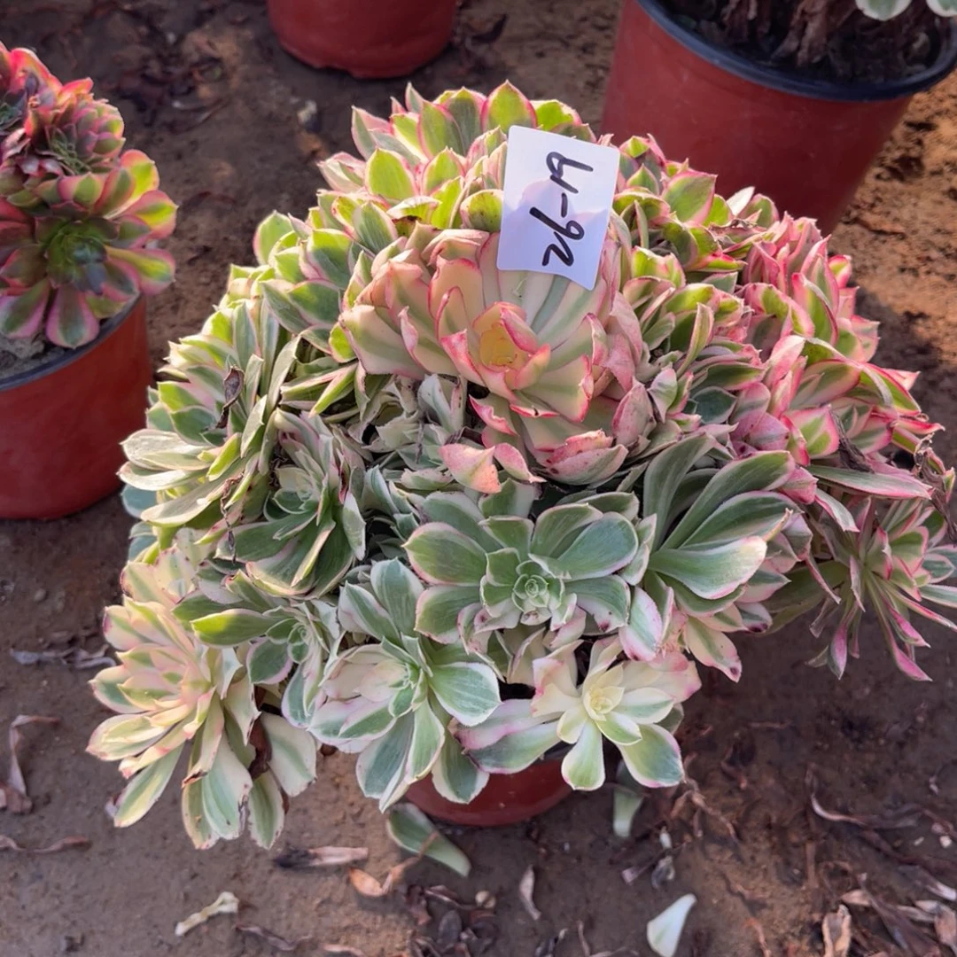 26-19西施多肉多肉多肉