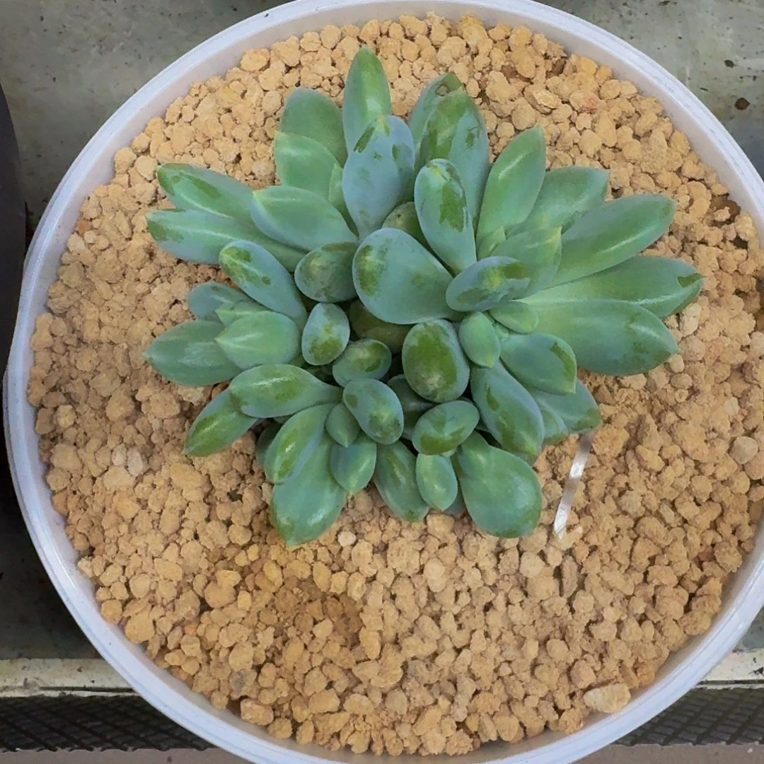 黄胖体 哥特 6头 一物一拍