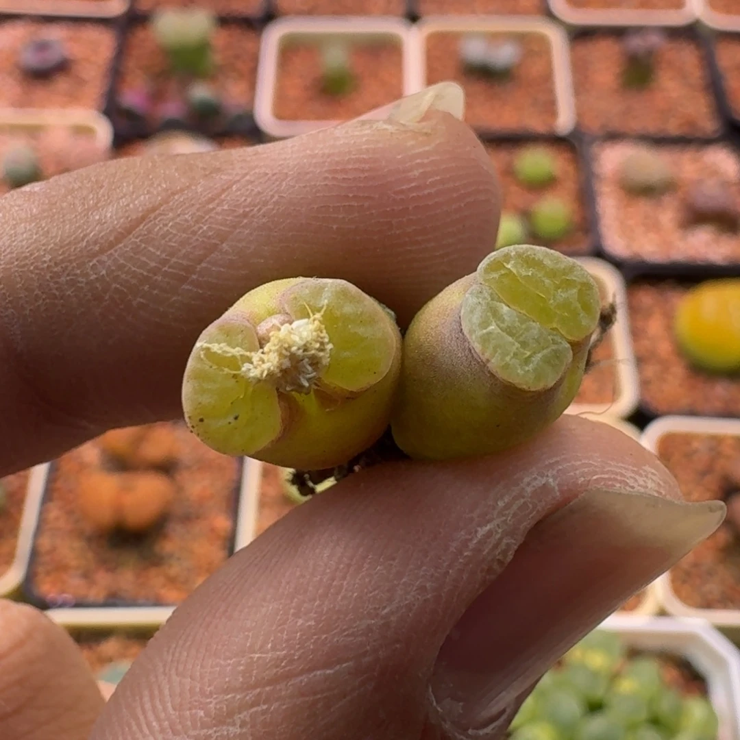 云缦精品番杏17.3雪花磁铁