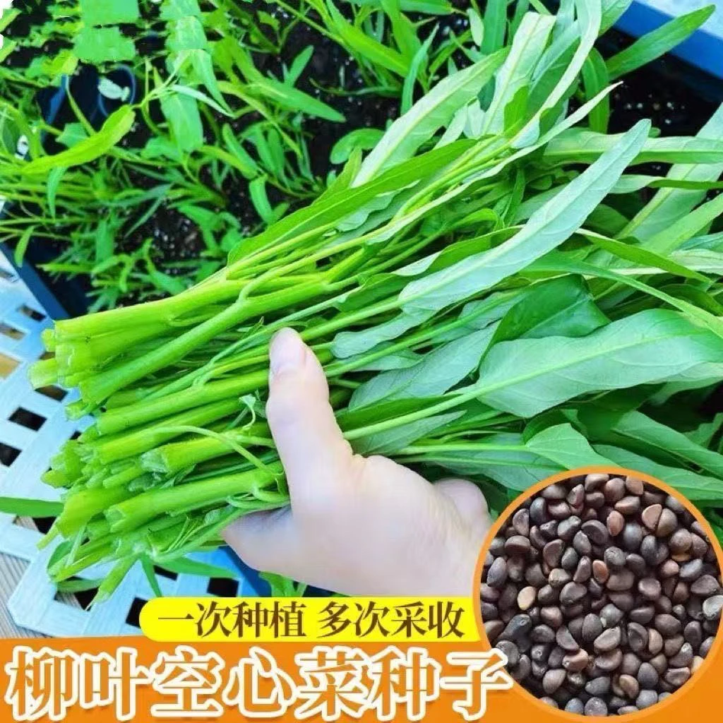 【全店任意挑选满8包包邮】柳叶空心菜种子通心菜籽ong菜种籽