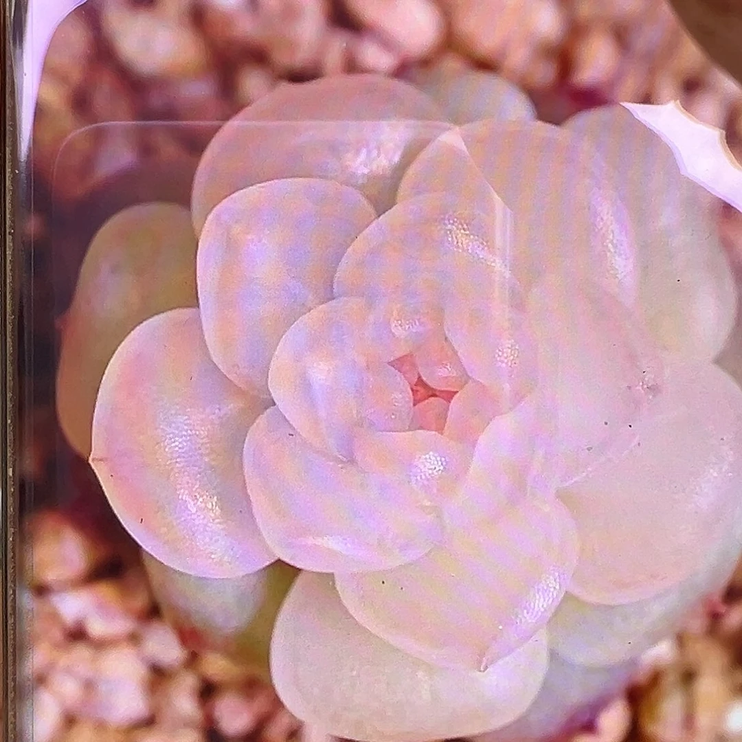 风花雪月清状态图。