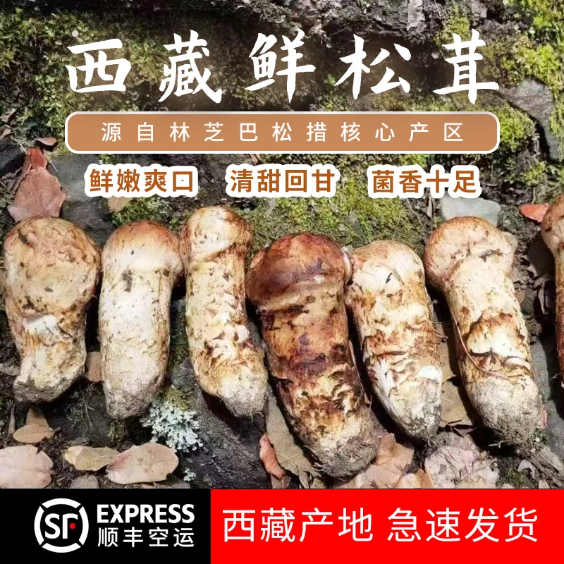 西藏鲜松茸煲汤食材巴松措高海拔松茸菌香浓郁口感脆爽