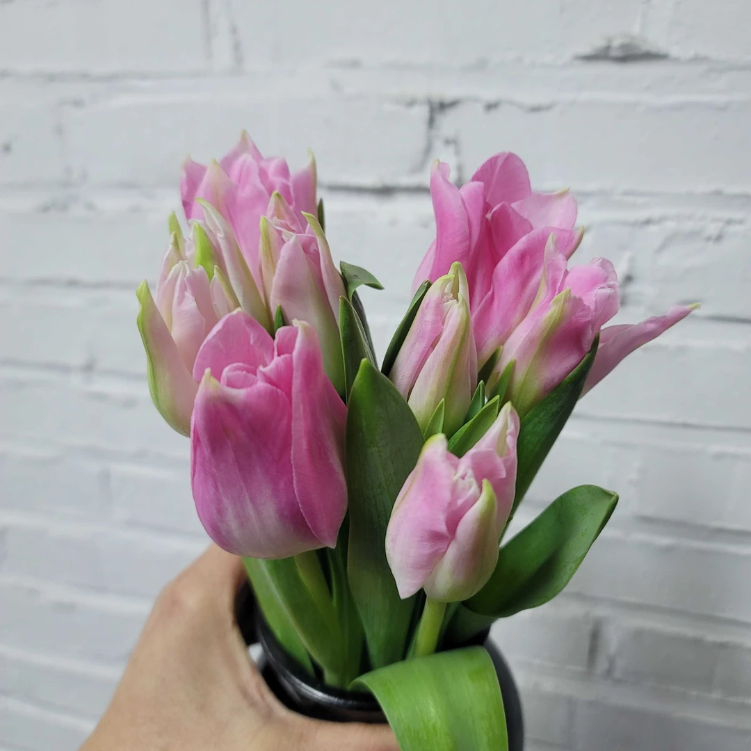 短杆郁金香促销款