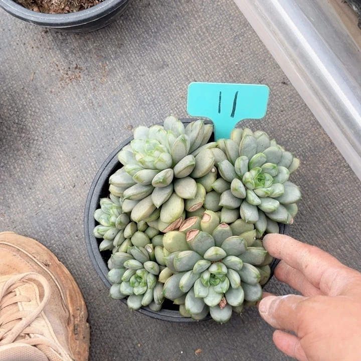 星语多肉一物一拍11