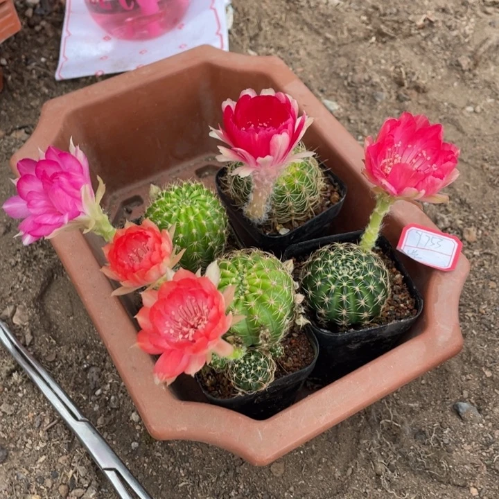 小***匪实生丽花摘花袋盆