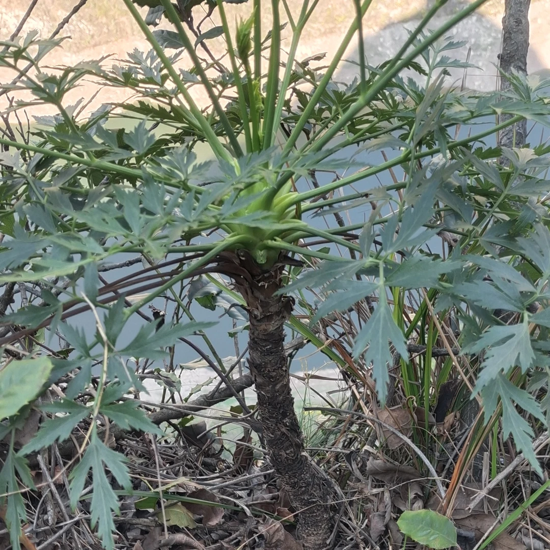 贵州岩川芎四季常青熟桩盆栽绿植30-100百年老川芎盆景树老桩
